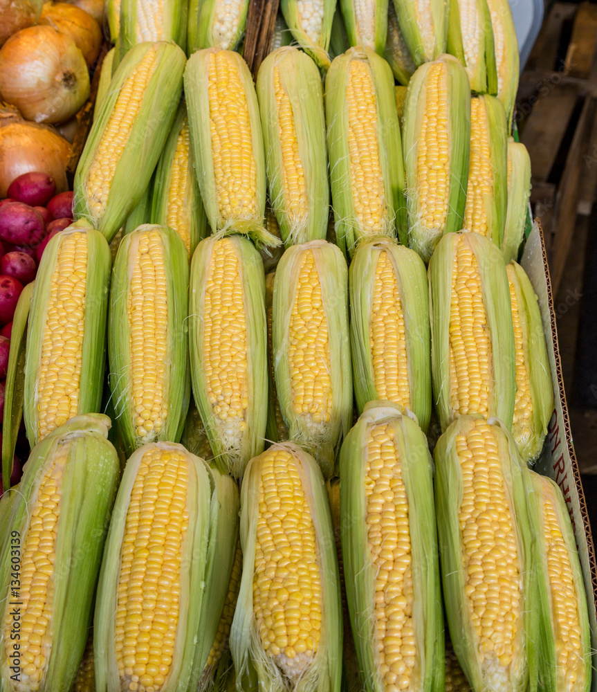 Fresh Yellow Corn in a farmers Market Fresh Yellow Corn in a farmers Market