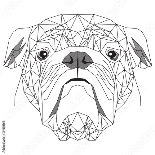 Bulldog inglese, testa di cane, ritratto geometrico in bianco e nero