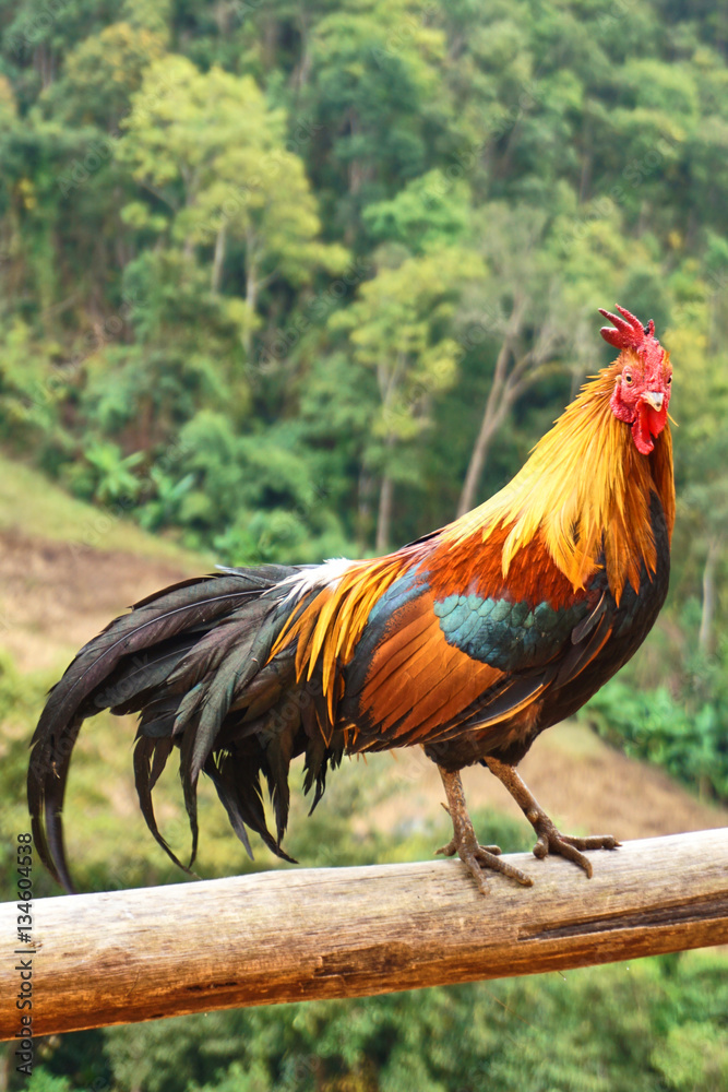 Beautiful chicken standing in front of the forest Beautiful chicken standing in front of the forest