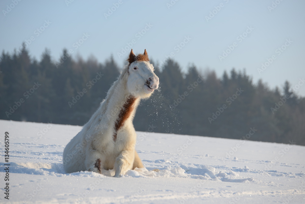 Obraz premium singing in the snow, cute paint horse sitting in fresh snow and seems to be singing