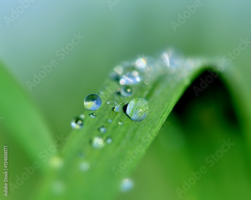 gouttes de pluie sur feuilles verte