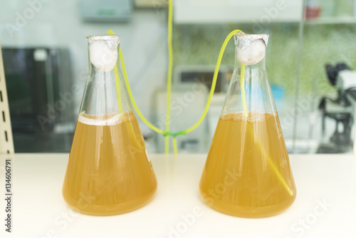 algae research process in laboratory