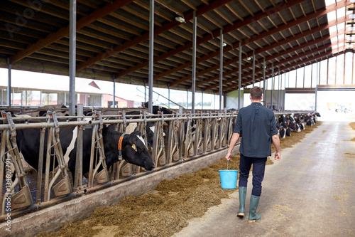 man with bucket walking in cowshed on dairy farm