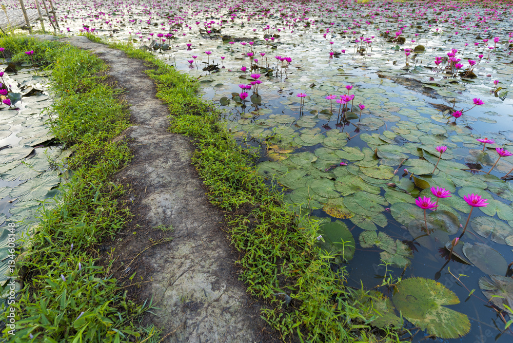 tropical lake with pink lotus, vintage filter image