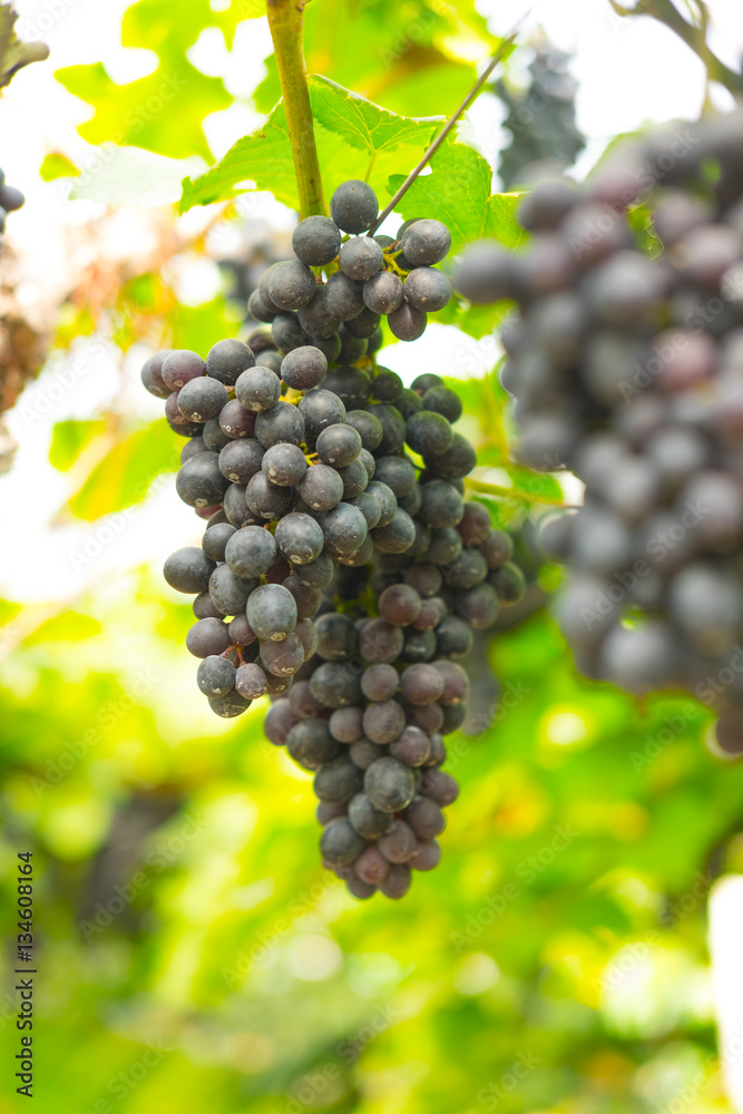 Close-up of large bunches of red wine grapes