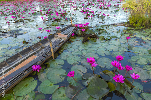 tropical lake with pink lotus  vintage filter image