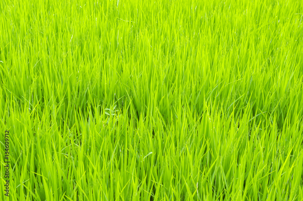 Obraz premium Green paddy rice field, Thailand