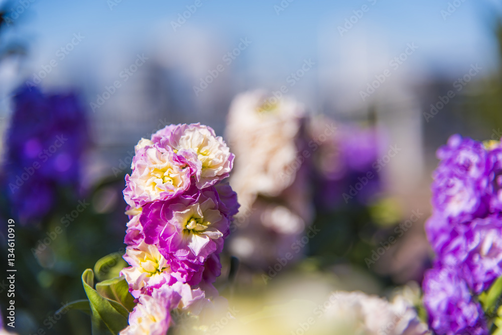 Obraz premium 花壇の花