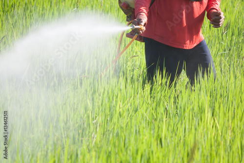 Fotografie farmer spraying pesticide in the rice field