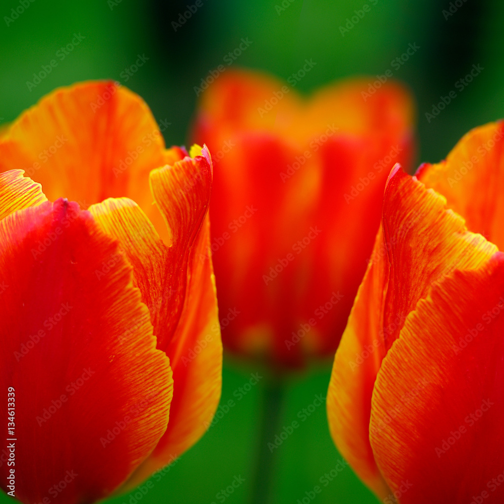 rot leuchtende Tulpe / Tulpen vor grünem Hintergrund im Frühling rot leuchtende Tulpe / Tulpen vor grünem Hintergrund im Frühling