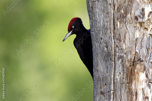 Male of Black woodpecker looking for food on a tree trunk . Dryocopus martius