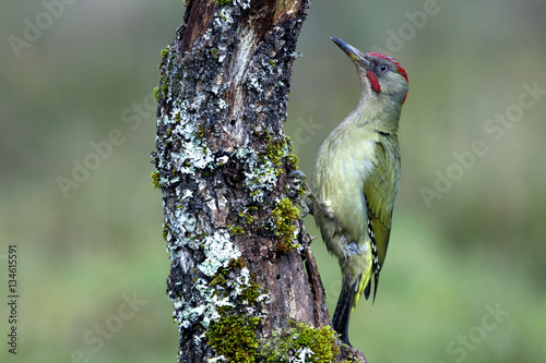 Adul male of European green woodpecker. Picus viridis