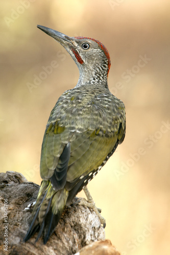 Young male of European green woodpecker. Picus viridis