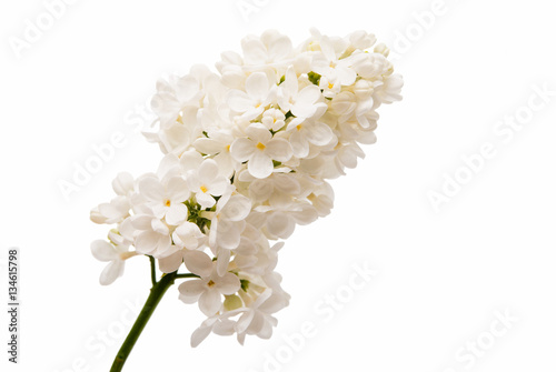 Fototapeta Naklejka Na Ścianę i Meble -  lilac flowers