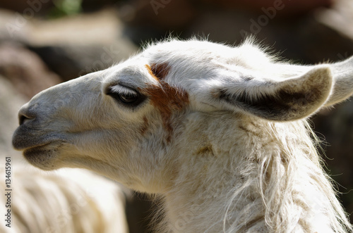 Lama profil.