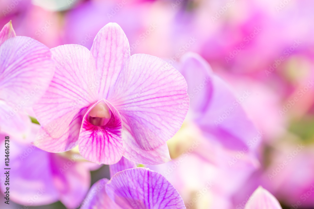 Purple orchid flower with colourful background Purple orchid flower with colourful background