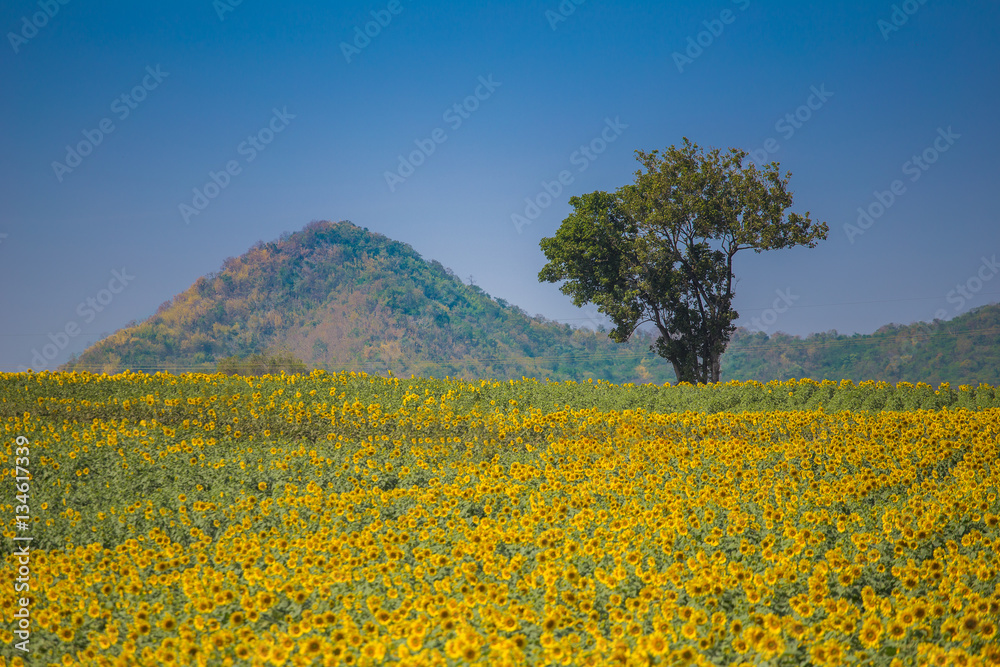 field and big tree of blooming sunflowers on a background sunset
