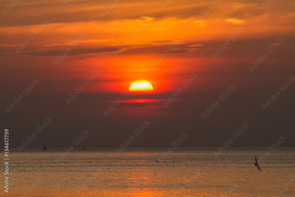 nature background in sunset time with Seagulls flying