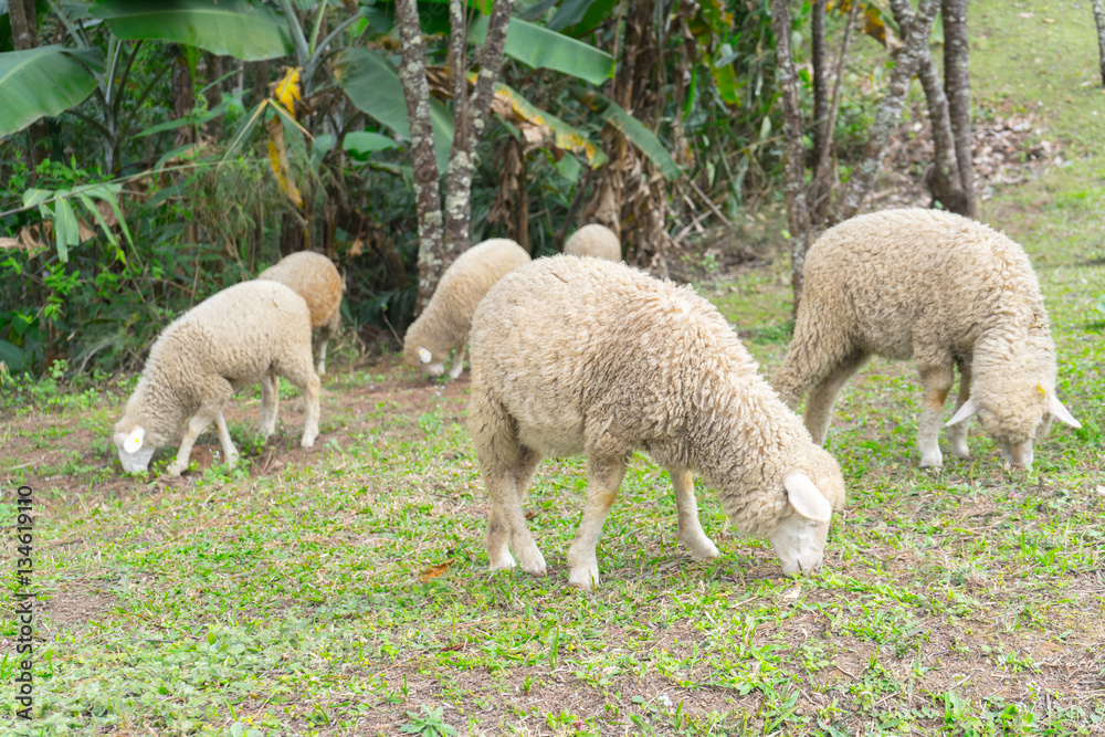 Fototapeta premium Flock of sheep grazing