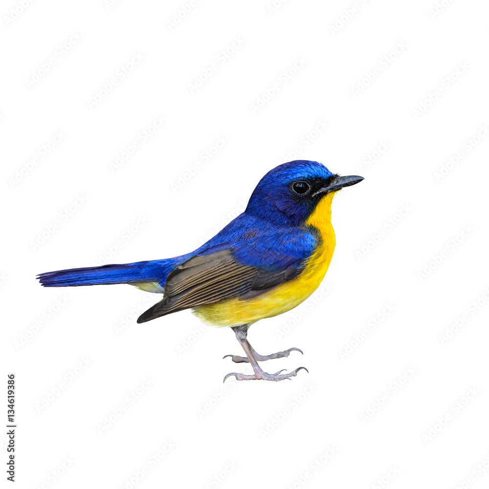 Colorful bird isolated with white background. Colorful bird isolated with white background.