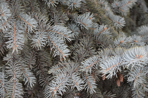 SPRUCE CONIFEROUS BREED OF TREES WITH CONES GREEN