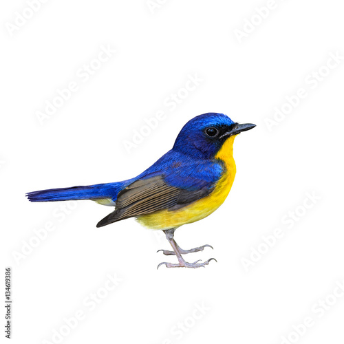 Colorful bird isolated with white background.