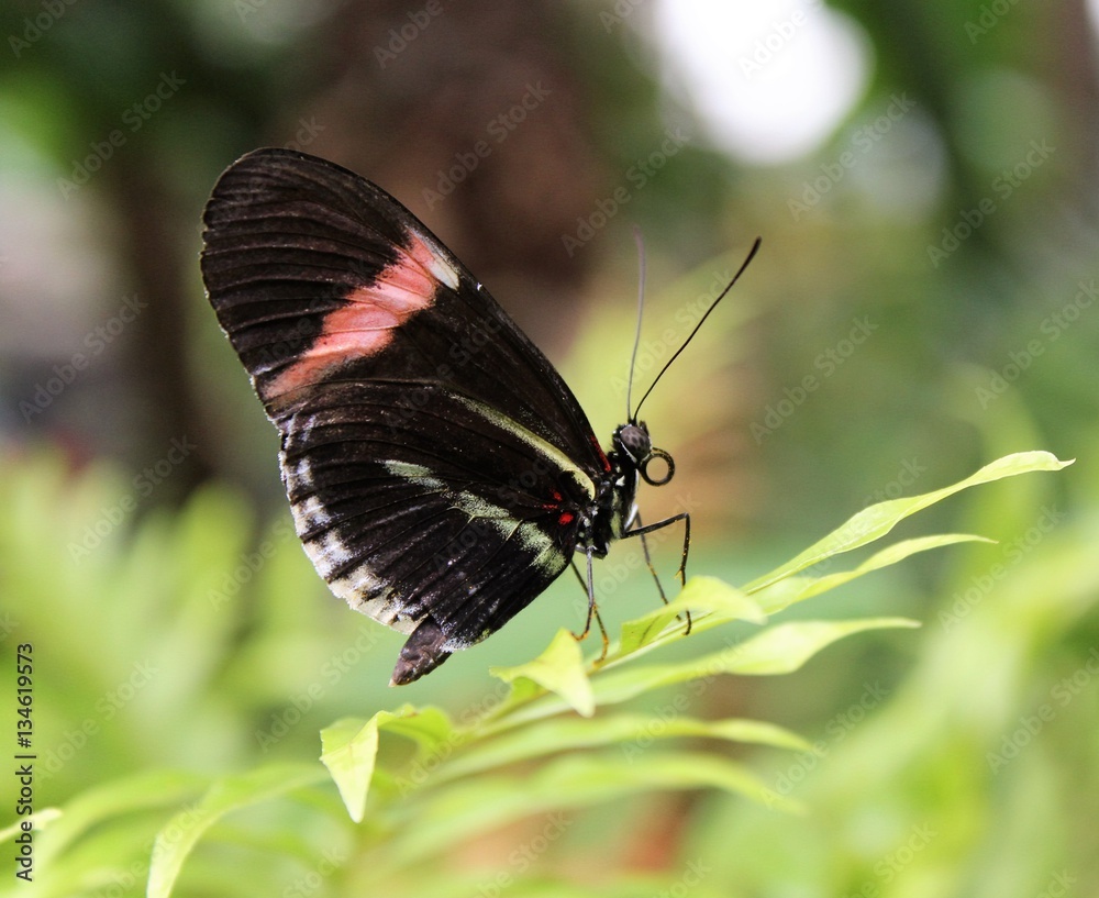 Fototapeta premium Butterfly