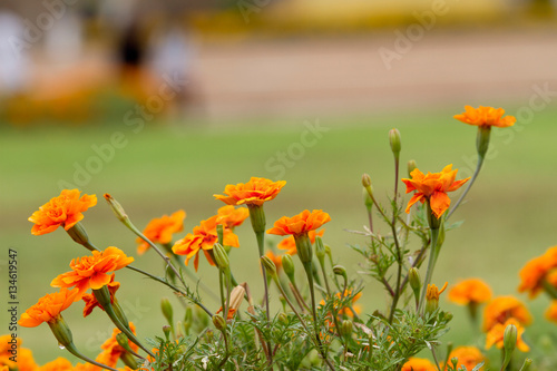 French marigolds flower in the garden
