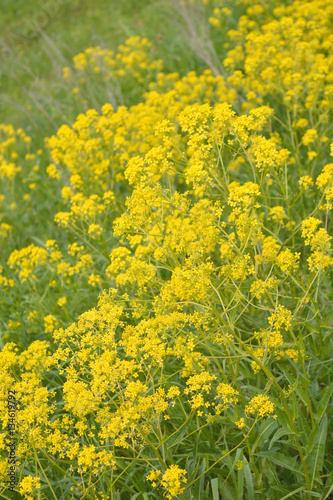yellow wild flowers on field