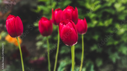 Red tulips