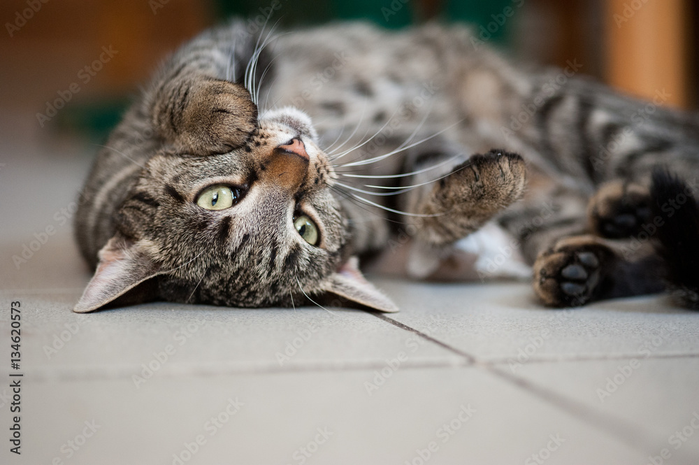 Katze liegt auf Rücken Stock Photo Adobe Stock