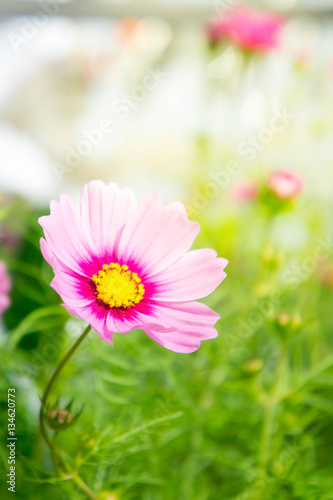 flowers in the park   cosmos pink flowers in the garden