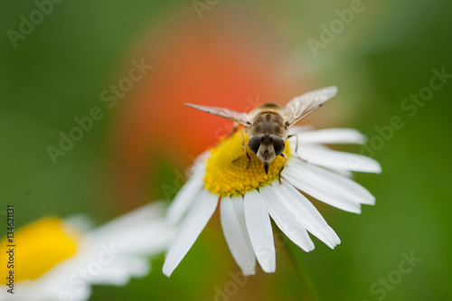 Schwebefliege auf Blume photo