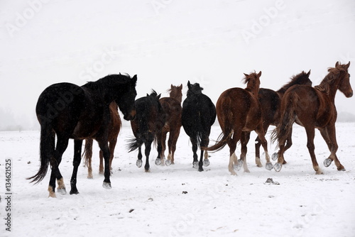 running horses  a herd of wild and young horses running away in the snow
