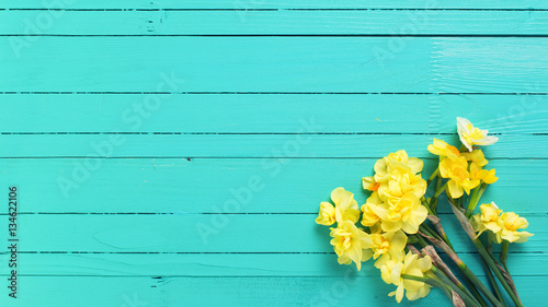Fototapeta Naklejka Na Ścianę i Meble -  Yellow narcissus or daffodil flowers on aquamarine  wooden backg