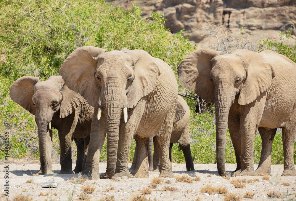 Fototapeta premium Elefanten im Etosha-Nationalpark in Namibia Südafrika