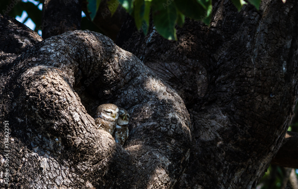 Obraz premium civette