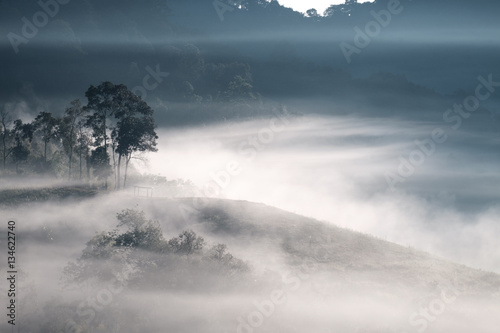 Fog in Thailand Forrest