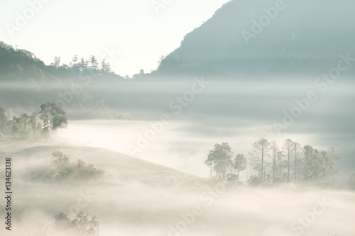 Forrest and Fog at Chiang dao,Chiangmai,Thailand © ITsaret