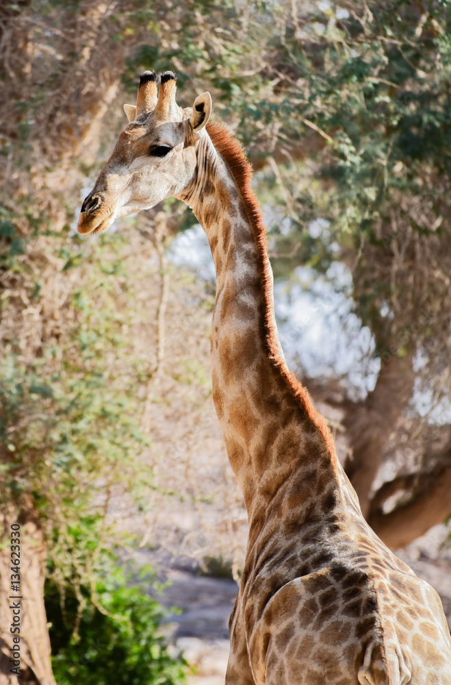 Giraffe im Etosha-Nationalpark in Namibia Südafrika Giraffe im Etosha-Nationalpark in Namibia Südafrika