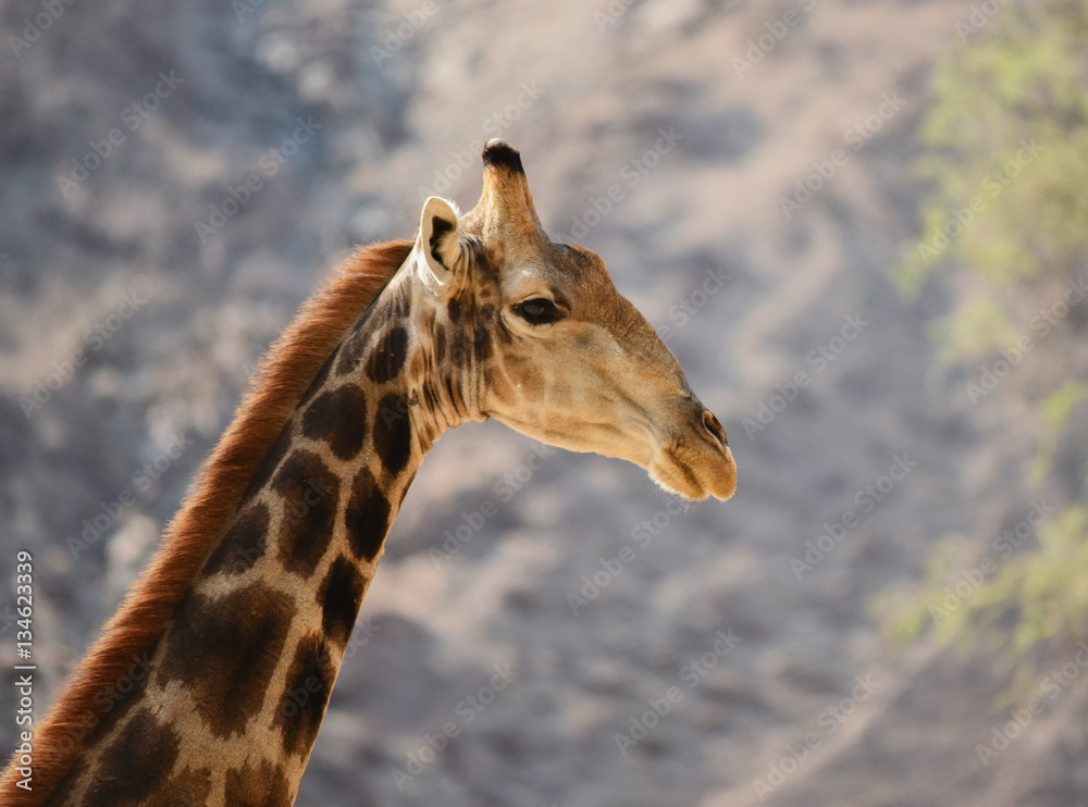 Obraz premium Giraffe im Etosha-Nationalpark in Namibia Südafrika