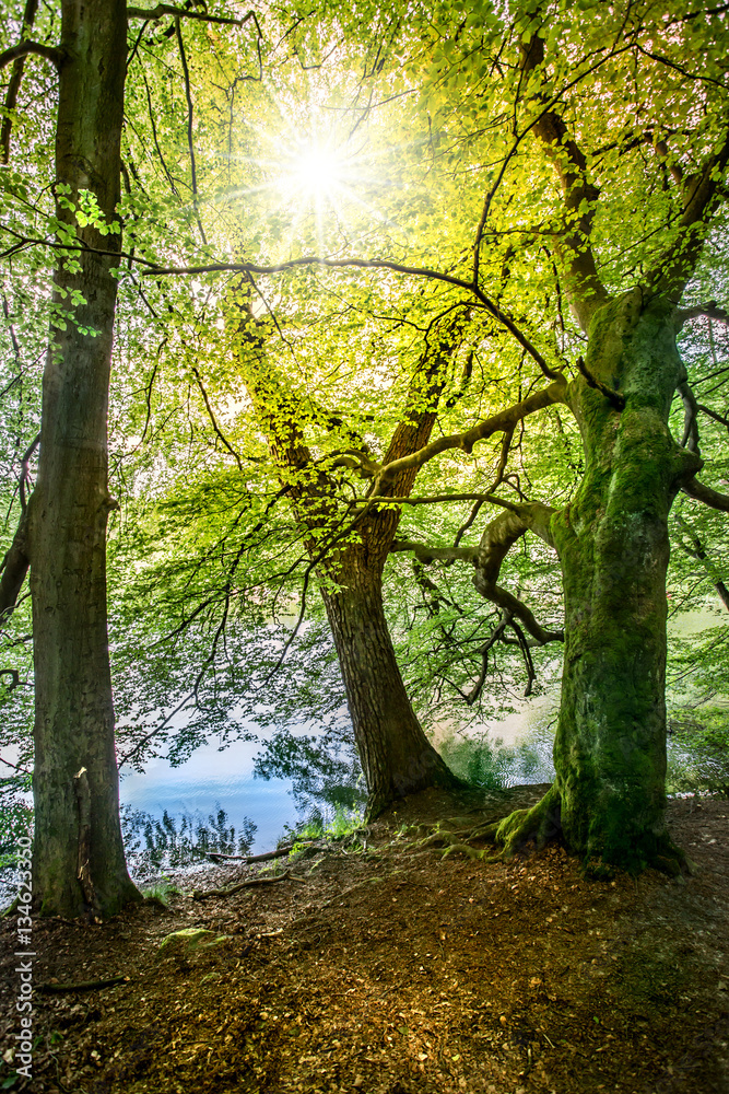 Alte Bäume mit grünen Blätter stehen in strahlender Sonne an einem See