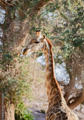 Giraffe im Etosha-Nationalpark in Namibia S  dafrika