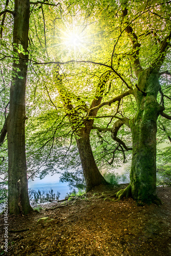 Alte Bäume mit grünen Blätter stehen in strahlender Sonne an einem See © Rainer Fuhrmann