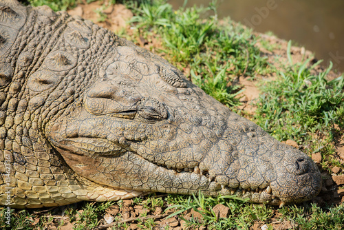Krokodil im Etosha-Nationalpark in Namibia Südafrika photo