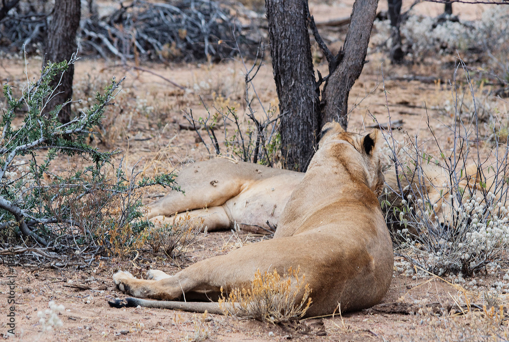 Naklejka premium Löwe im Etosha-Nationalpark in Namibia Südafrika