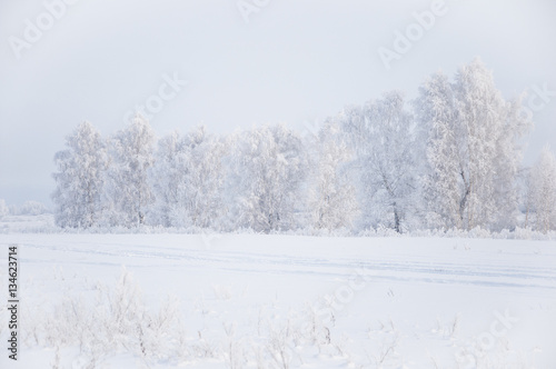 Winter forest nature snowy landscape outdoor background.