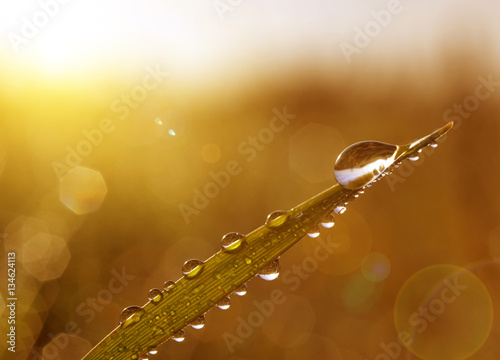 Fresh grass with dew drops ...