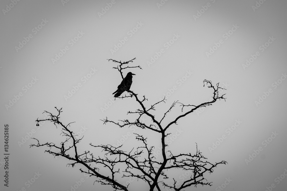 Fototapeta premium crow