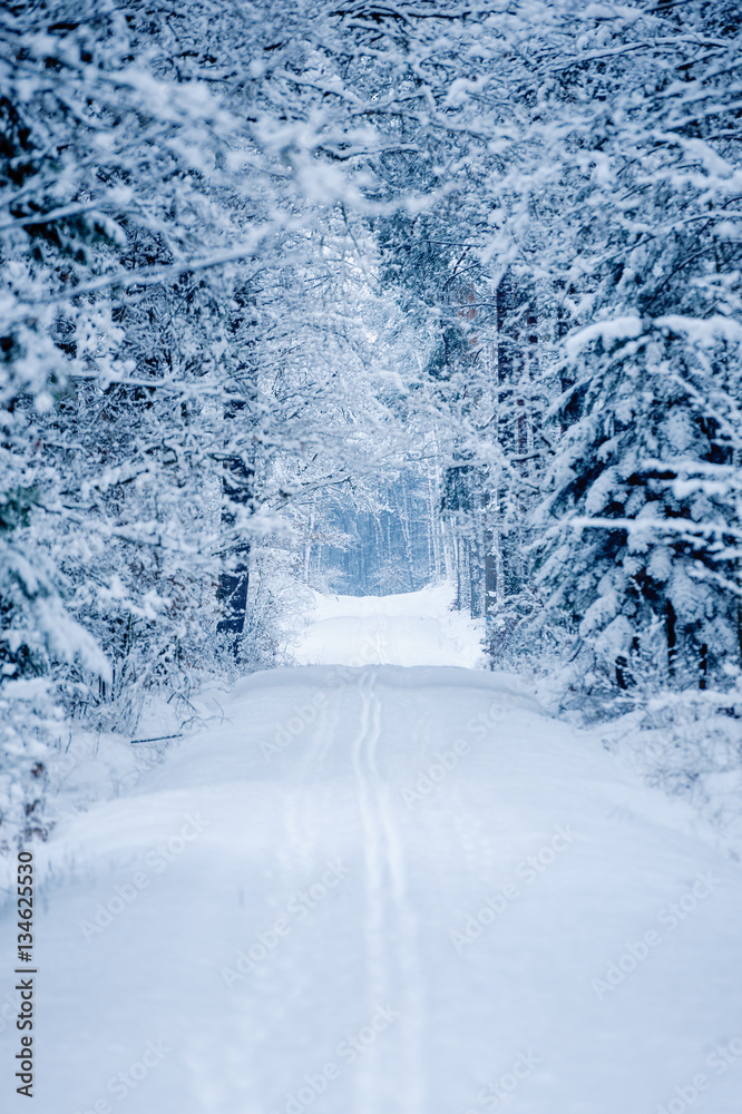 Road through frozen forest with snow. Road through frozen forest with snow.